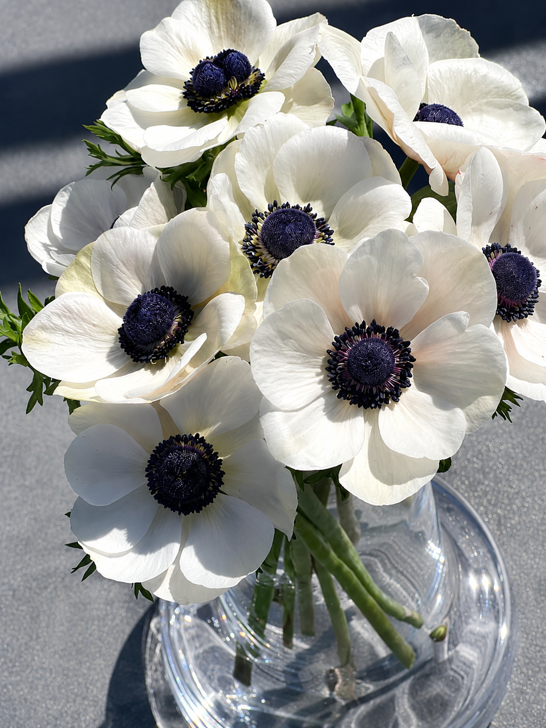 Anemone Mistral Plus® PANDA | Italian Anemone | Corm size: 4/5 therapyofflowers.com