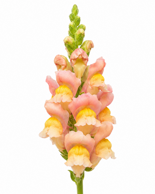 Antirrhinum majus Antibes Apricot F1 | Group 1 | Snapdragon therapyofflowers.com