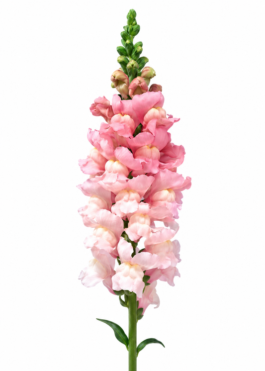 Antirrhinum majus Admiral Pink F1 | Group 1 | Snapdragon