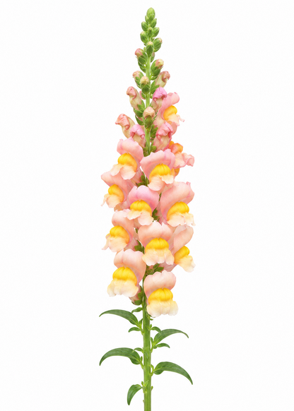 Lauvmutīte Antibes Apricot F1 | Group 1 | Antirrhinum majus