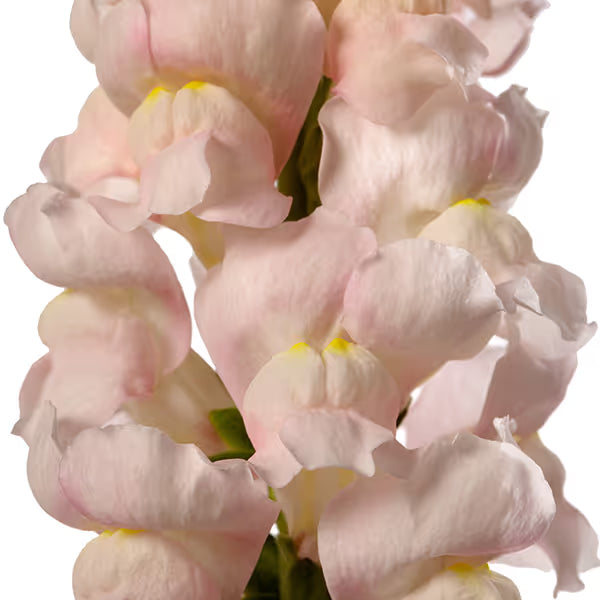 Snapdragon Avignon Silver F1 | Group 2 | Antirrhinum majus therapyofflowers.com