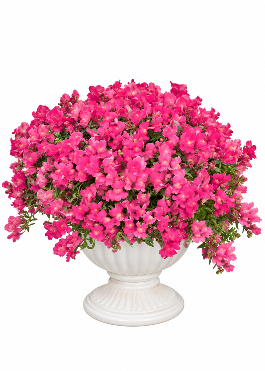 Nokarenā lauvmutīte Candy Showers Rose F1 | Antirrhinum majus