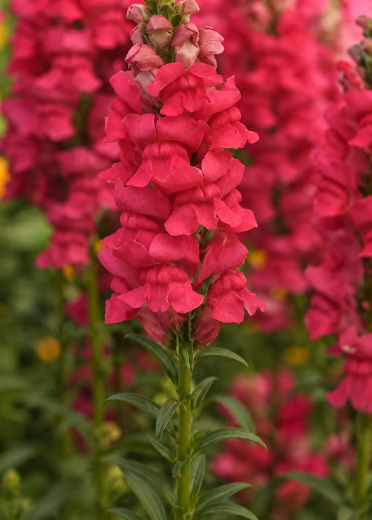 Lauvmutīte Early Potomac™ Rose Improved F1 | Antirrhinum majus sēklas