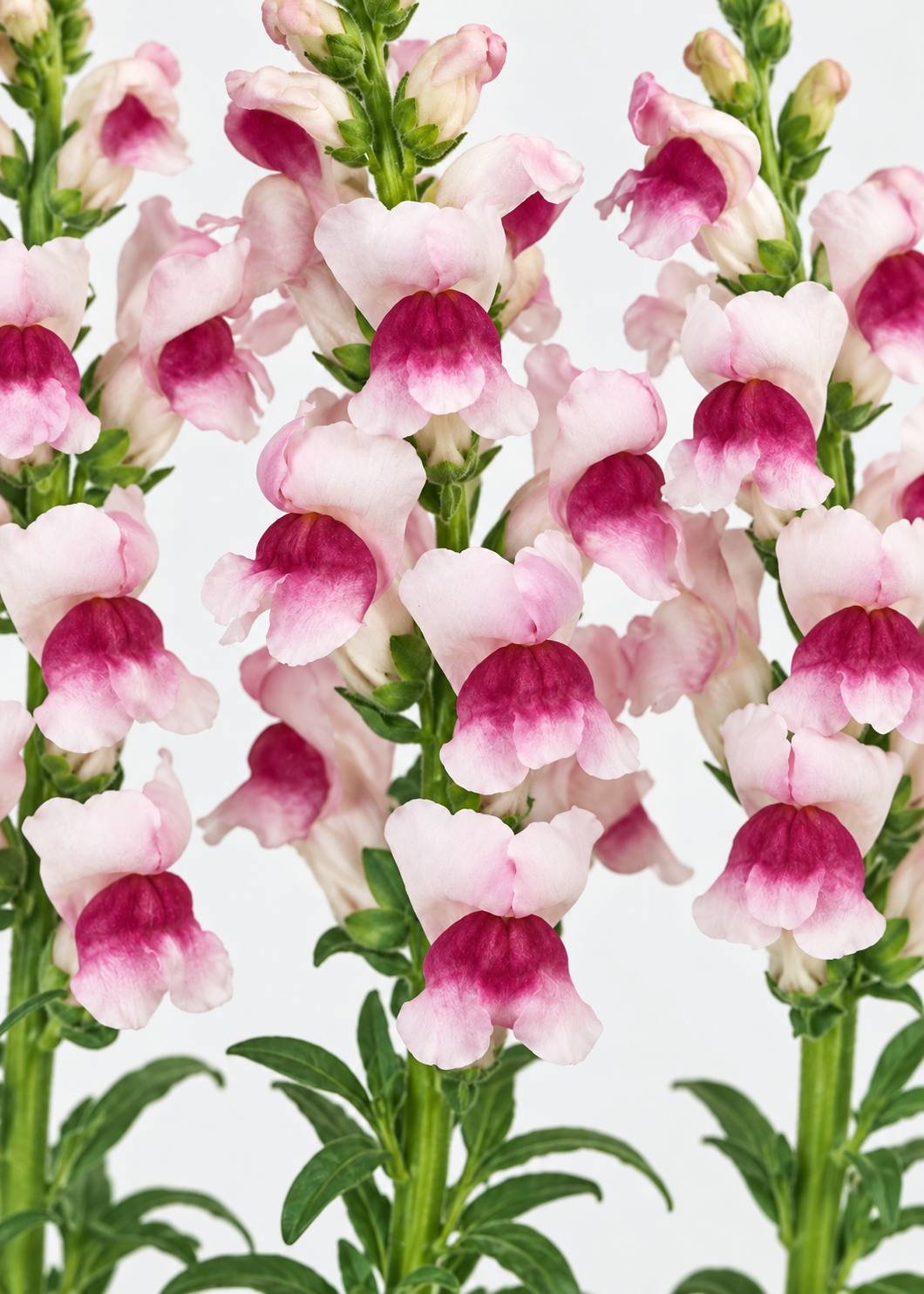 Antirrhinum majus Maryland Plumblossom F1 | Group 1,2 | Snapdragon therapyofflowers.com