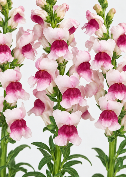 Antirrhinum majus Maryland Plumblossom F1 | Group 1,2 | Snapdragon therapyofflowers.com