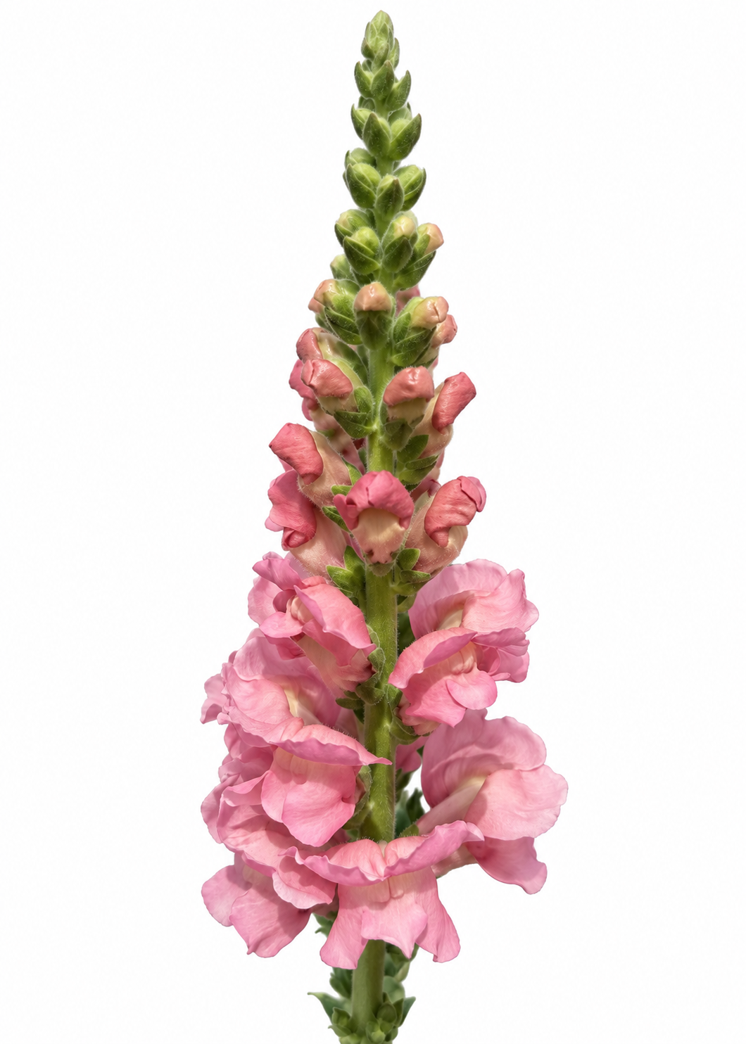 Antirrhinum majus Maryland Shell Pink F1 | Group 1,2 | Snapdragon therapyofflowers.com