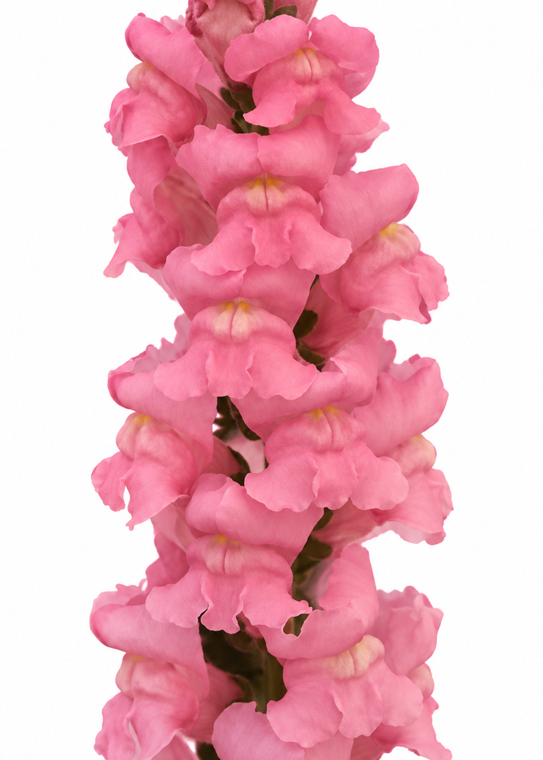 Lauvmutīte Monaco Dark Pink F1 | Group 3 | Antirrhinum majus