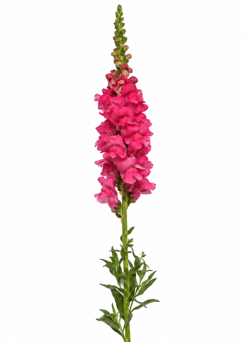 Lauvmutīte Monaco Dark Pink F1 | Group 3 | Antirrhinum majus