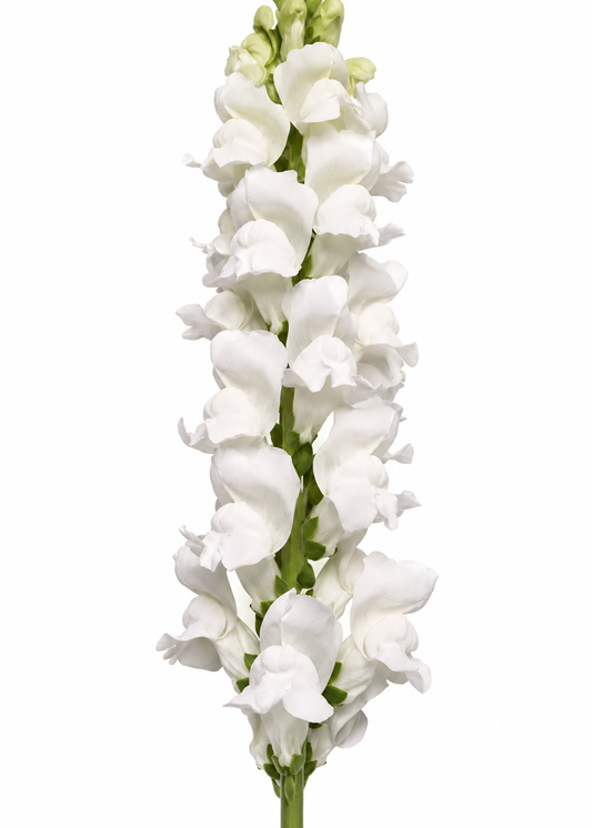 Antirrhinum majus Monaco White Improved F1 | Group 3 | Snapdragon