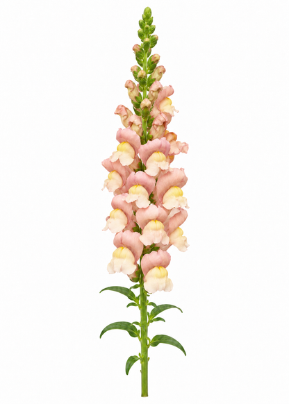 Lauvmutīte Nantes Pink F1 | Group 0 | Antirrhinum majus