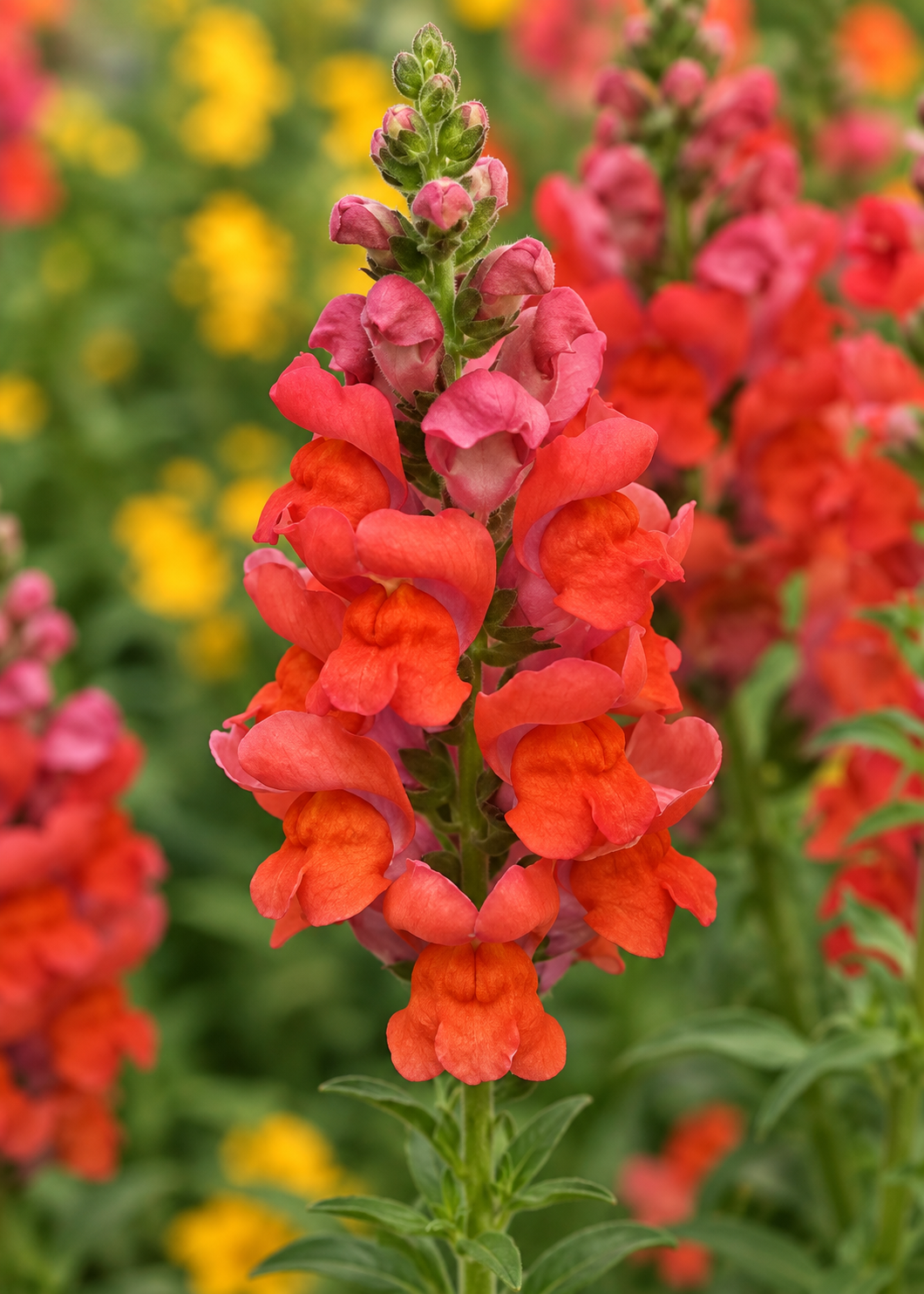 Lauvmutīte Potomac™ Bright Orange F1 | 3.–4. grupa | Antirrhinum majus