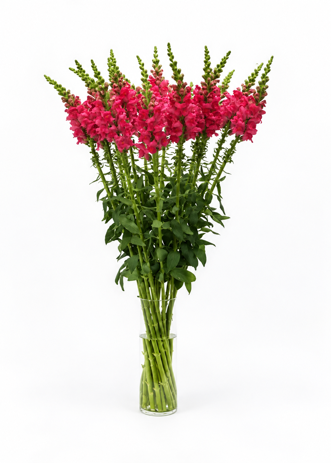 Antirrhinum majus Potomac™ Cherry Rose F1 | Group 3,4 | Snapdragon