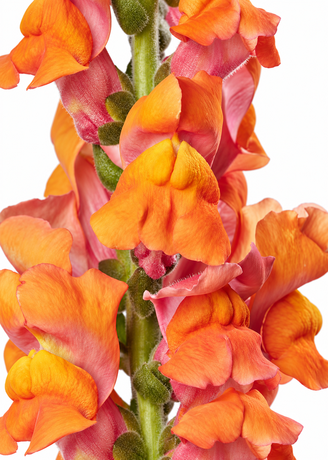 Lauvmutīte Avignon Deep Orange F1 | Group 2 | Antirrhinum majus
