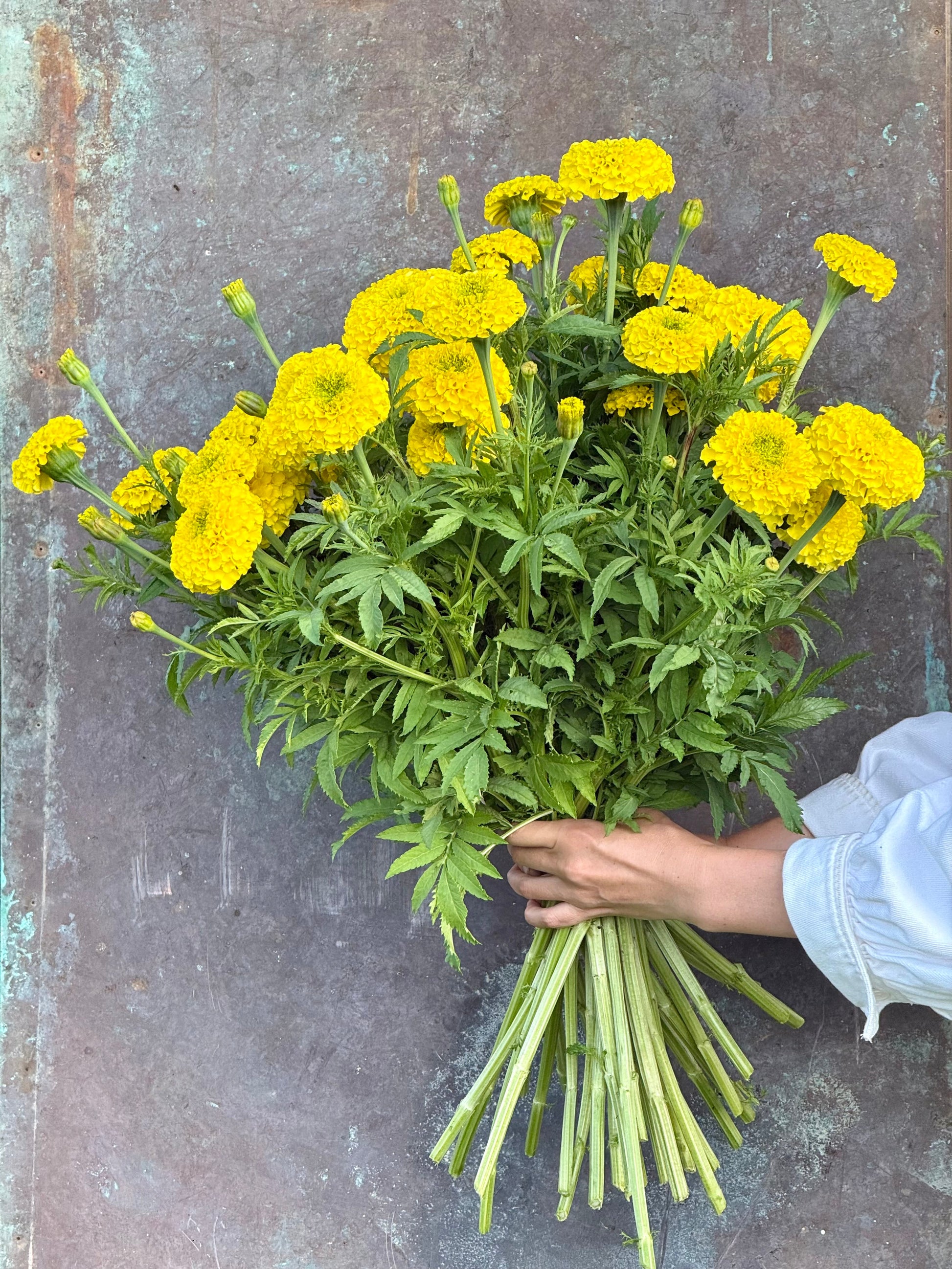 Tagetes erecta Coco™ Yellow F1 | African Marigold | Cut Flower therapyofflowers.com