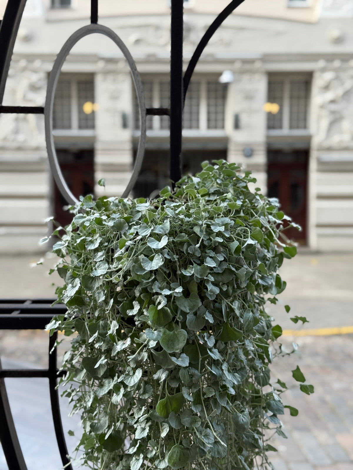 Dichondra argentea Silver Surfer™ | Silver ponysfoot therapyofflowers.com