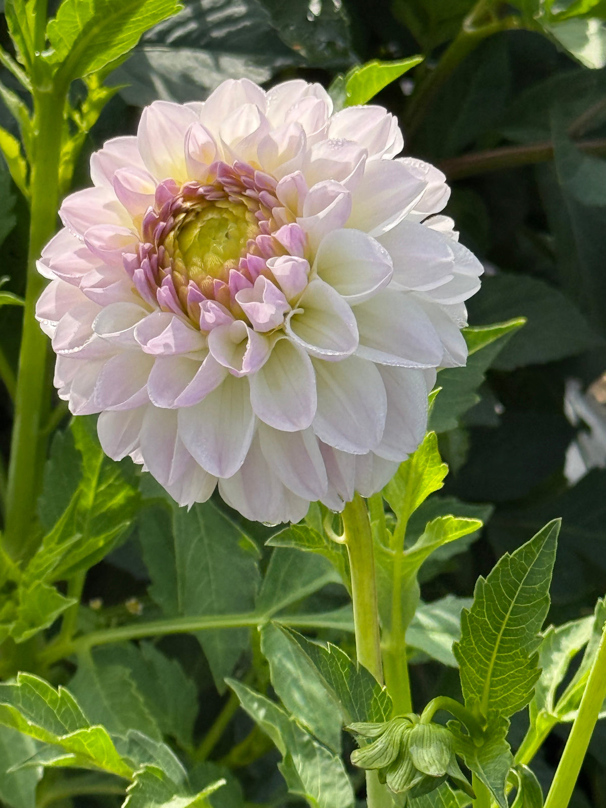 Dahlia Aprīļa Pilieni | Cut Flower Quality therapyofflowers.com