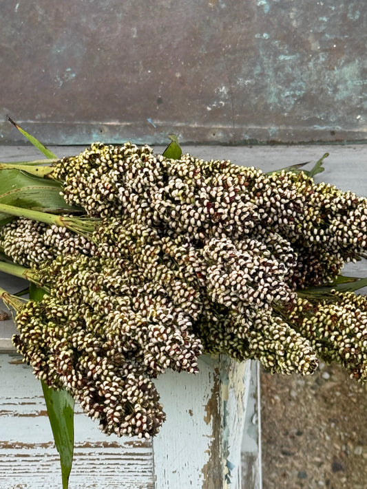 Dekoratīvais sorgo Milaan White | Sorghum nigricans