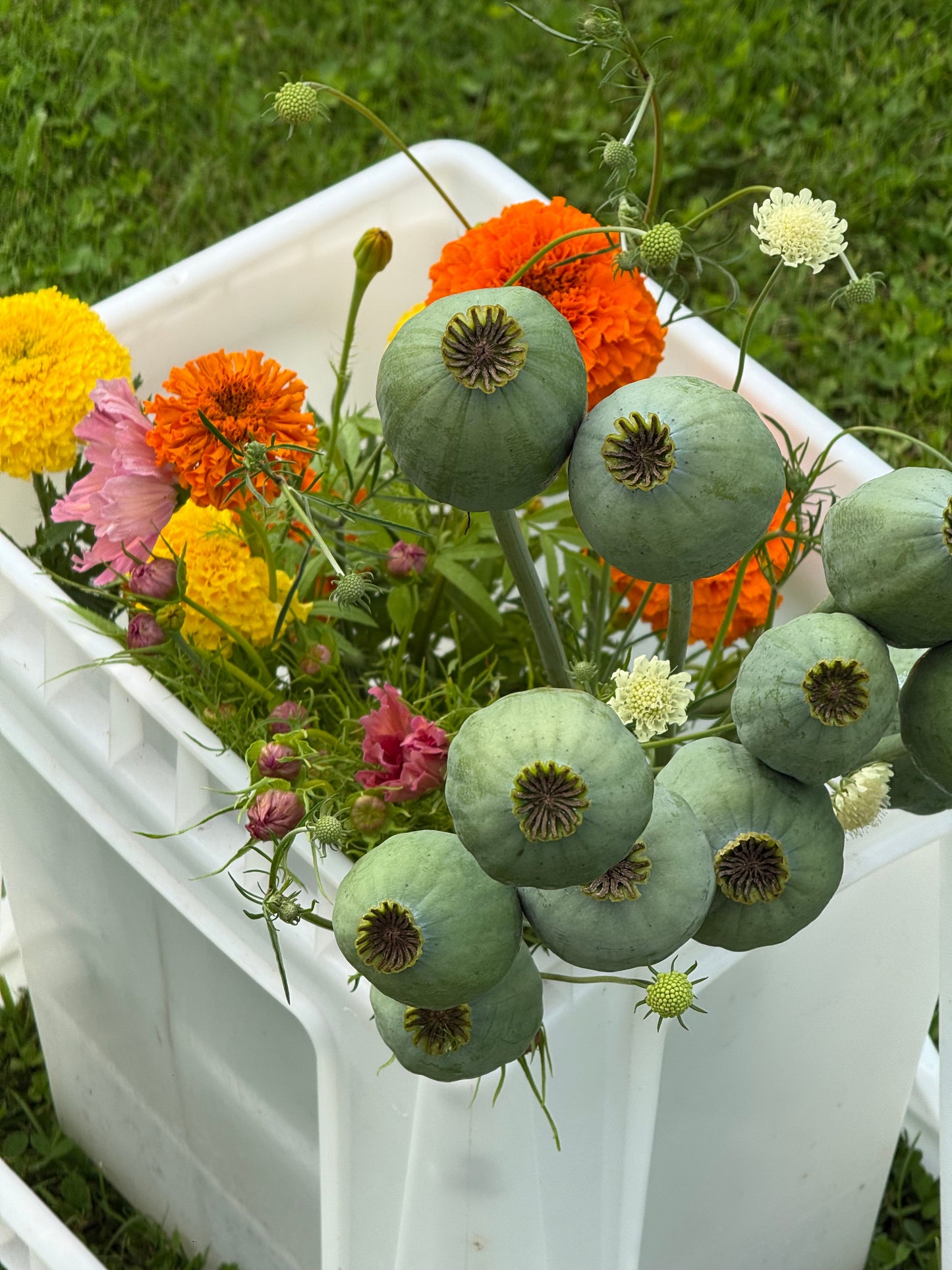 Papaver somniferum Bowling Ball | Breadseed Poppies therapyofflowers.com