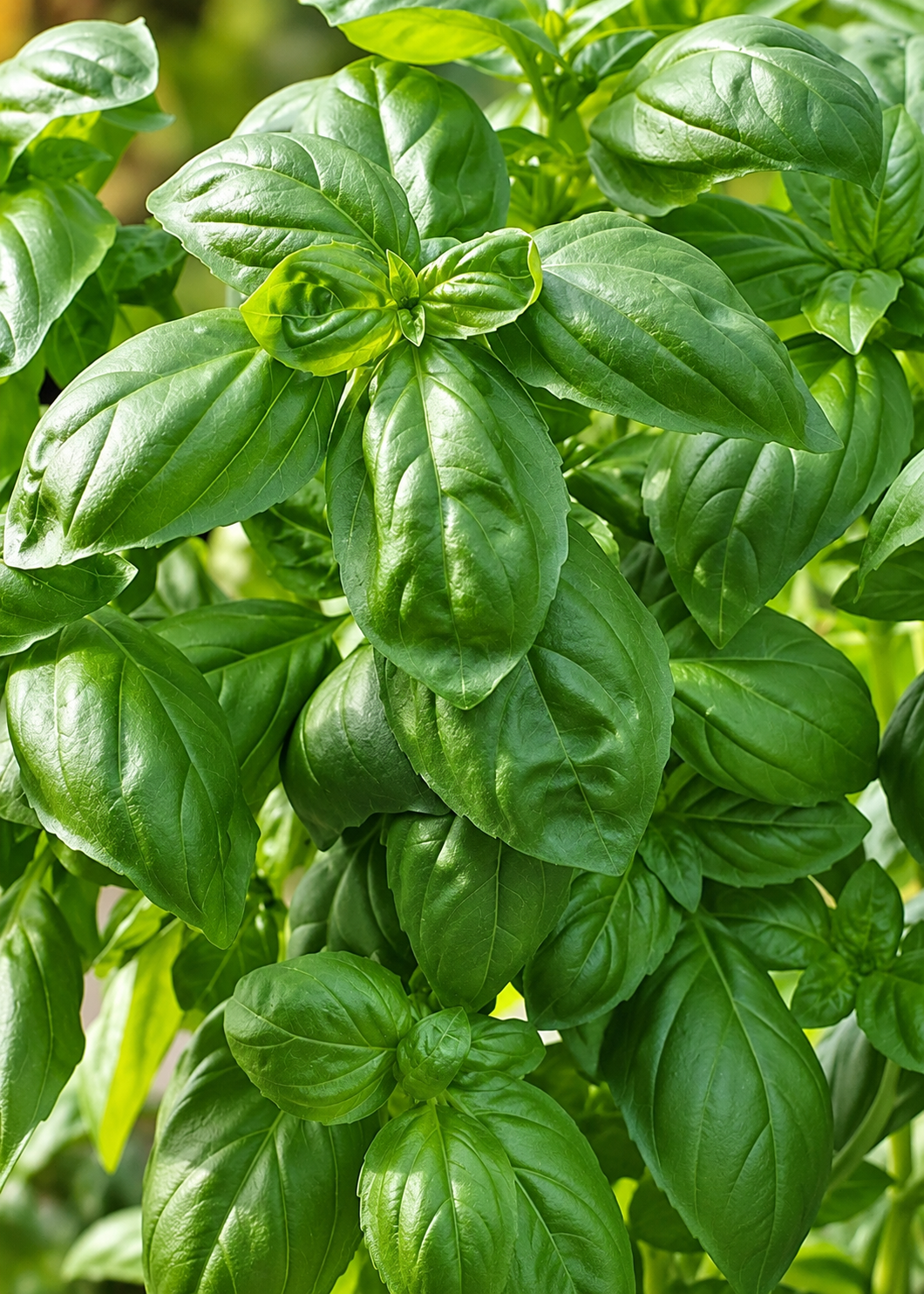 Baziliks Dolce Fresca | Ocimum basilicum | Dženovas tipa baziliks | Garšaugs