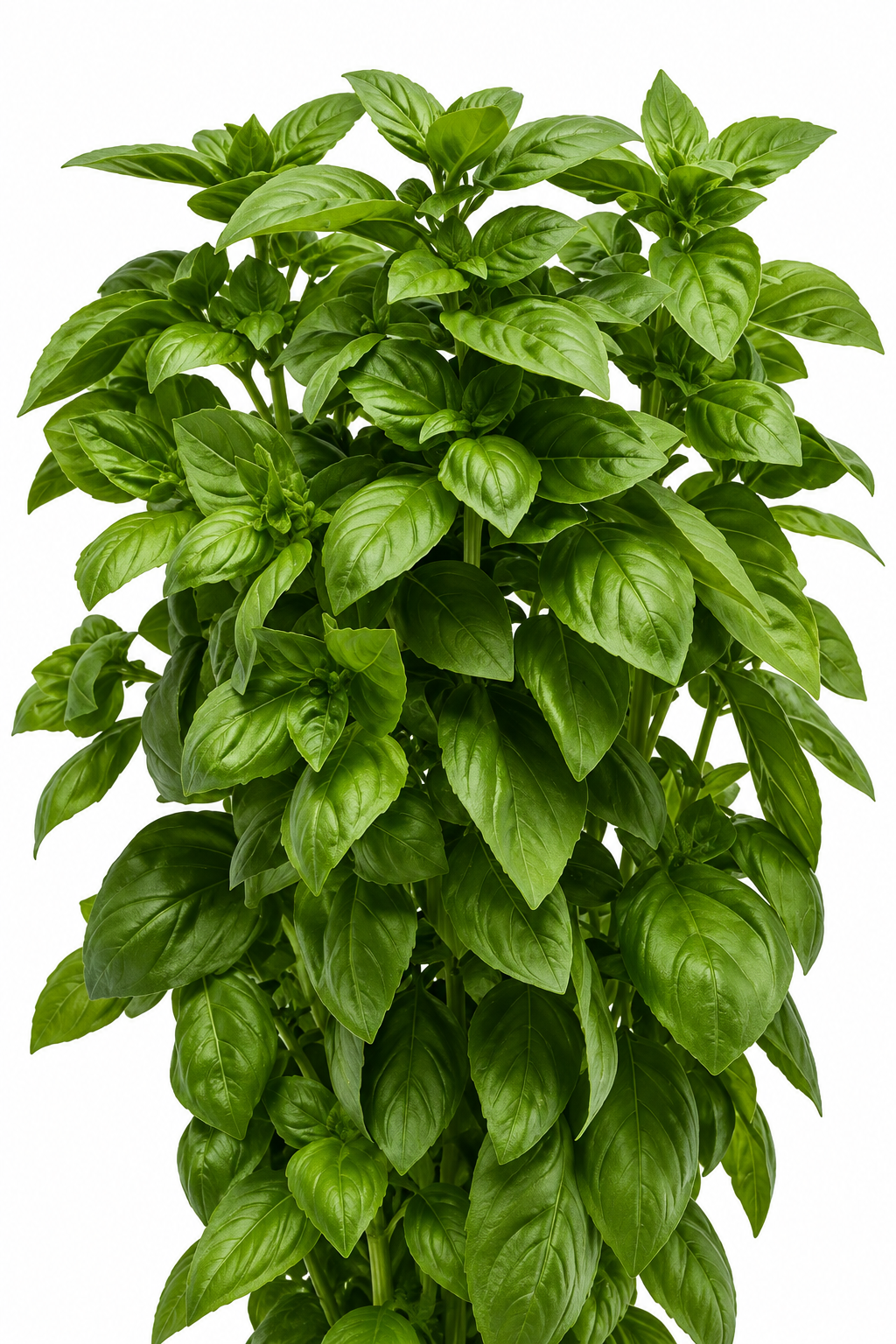 Basil Everleaf Emerald Towers | Ocimum basilicum | Genovese Type therapyofflowers.com
