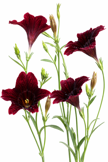 Salpiglossis sinuata Black Trumpets | Velvet Trumpet Flower therapyofflowers.com