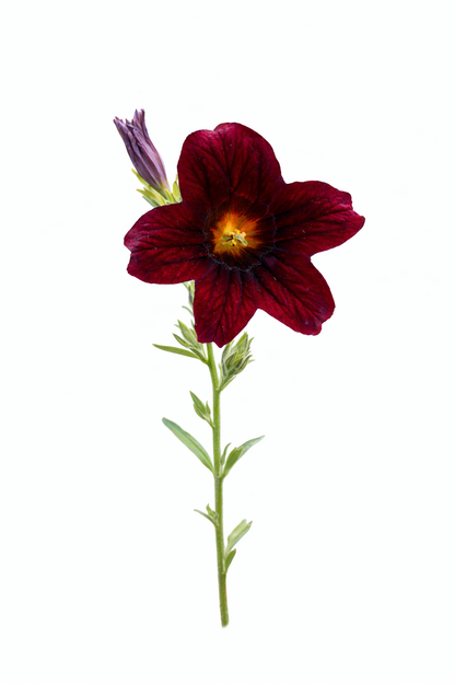 Salpiglossis sinuata Black Trumpets | Velvet Trumpet Flower therapyofflowers.com