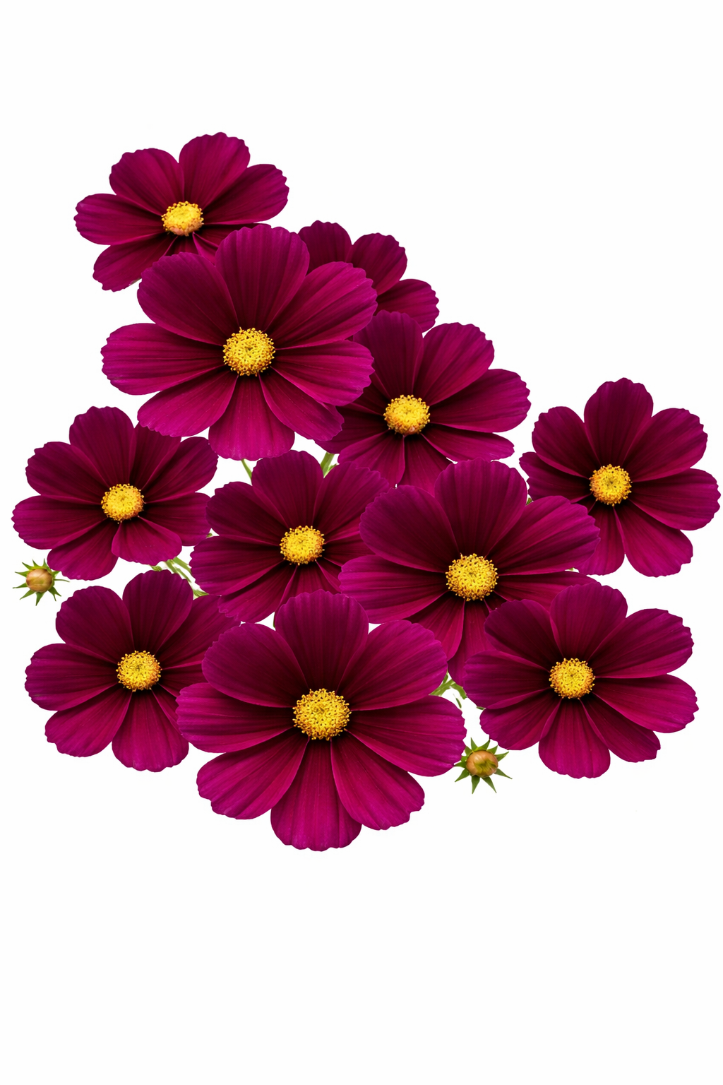 Cosmos bipinnatus Sonata™ Purple Shade | Compact Pot Flower therapyofflowers.com