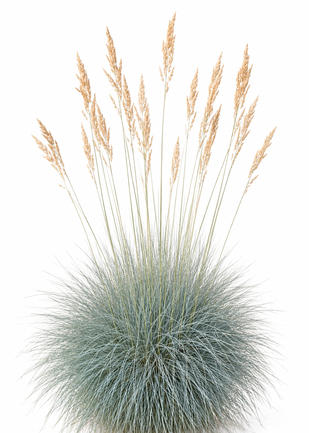 Festuca glauca Freddy | Blue Fescue Grass therapyofflowers.com