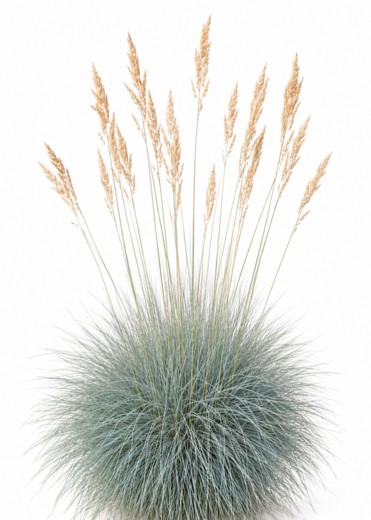 Festuca glauca Freddy | Blue Fescue Grass therapyofflowers.com