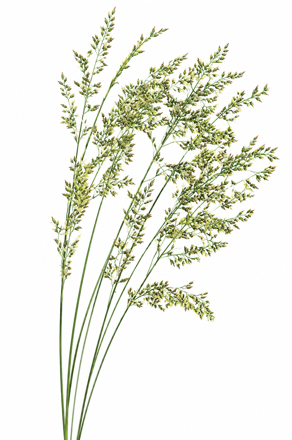 Festuca glauca Freddy | Blue Fescue Grass therapyofflowers.com
