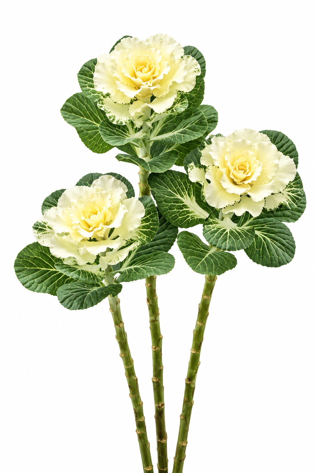 Dekoratīvais kāposts Flare™ White F1 | Brassica oleracea 