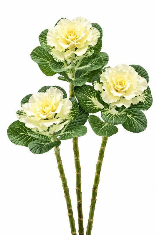 Dekoratīvais kāposts Flare™ White F1 | Brassica oleracea 