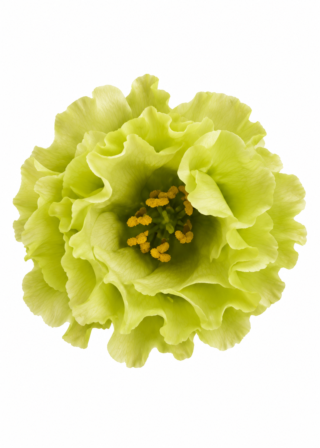 Liziante Rosanne Bright Green F1 | Eustoma grandiflorum | Group 2