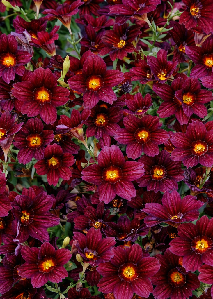 Salpiglossis sinuata Black Trumpets | Velvet Trumpet Flower therapyofflowers.com