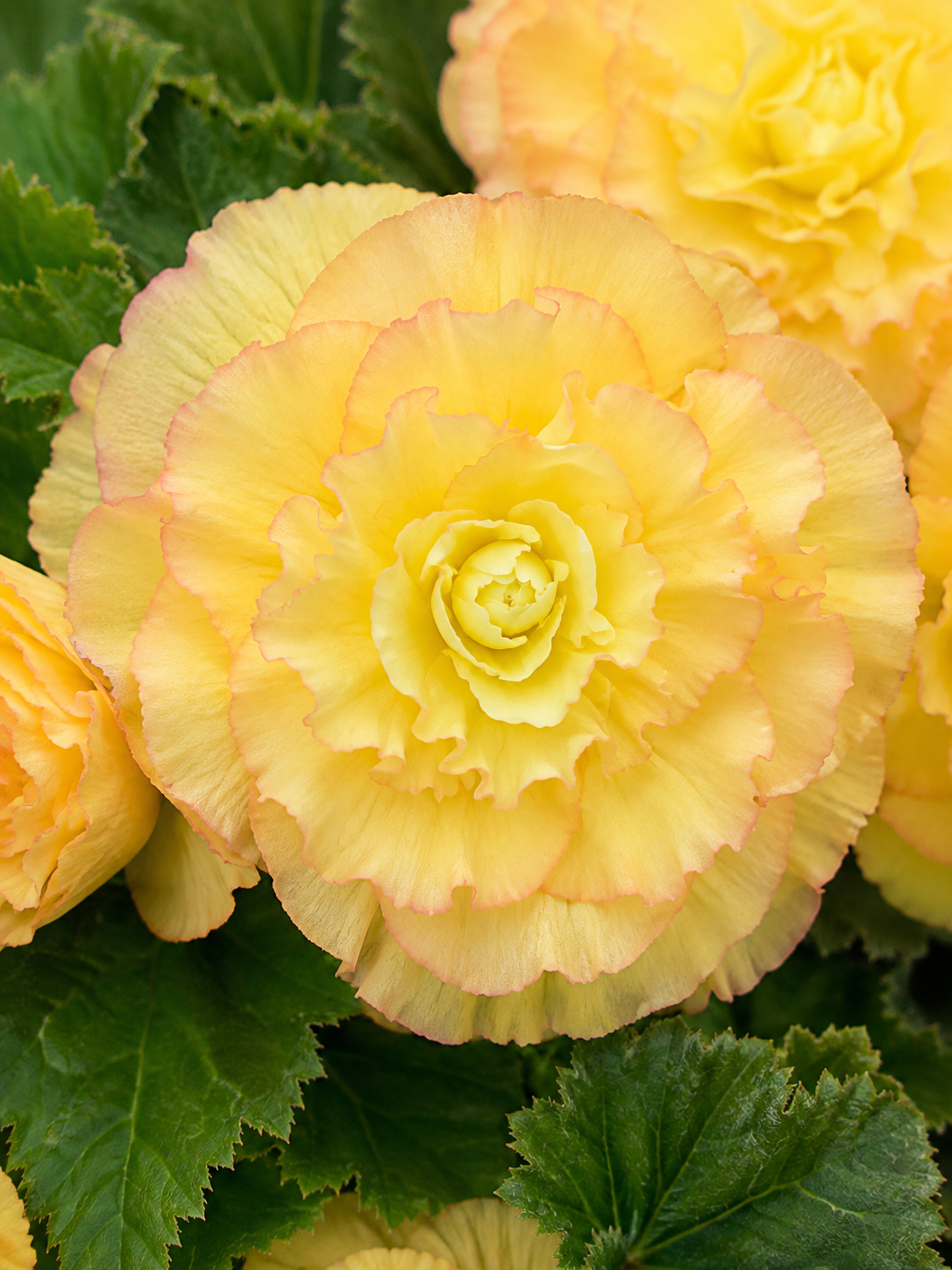 Begonia tuberhybrida Nonstop® Peach Shades F1 | Begonia tuberosa therapyofflowers.com