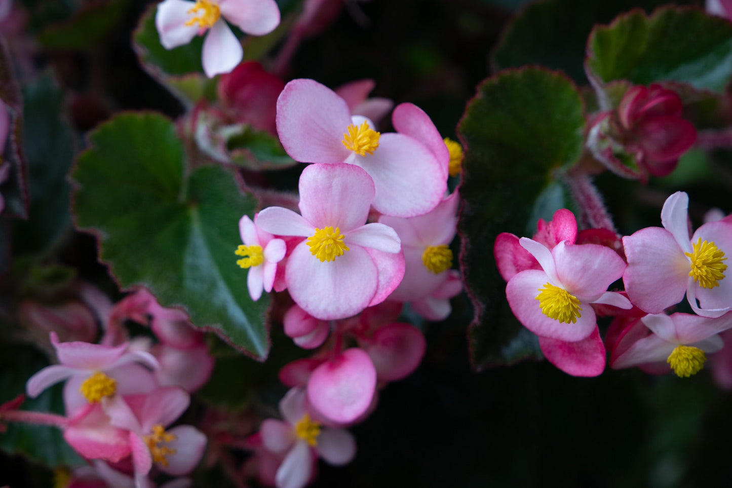 Begonia x hybrida Wookie Pink Splash F1 | Hybrid Begonia | For Premium Baskets therapyofflowers.com