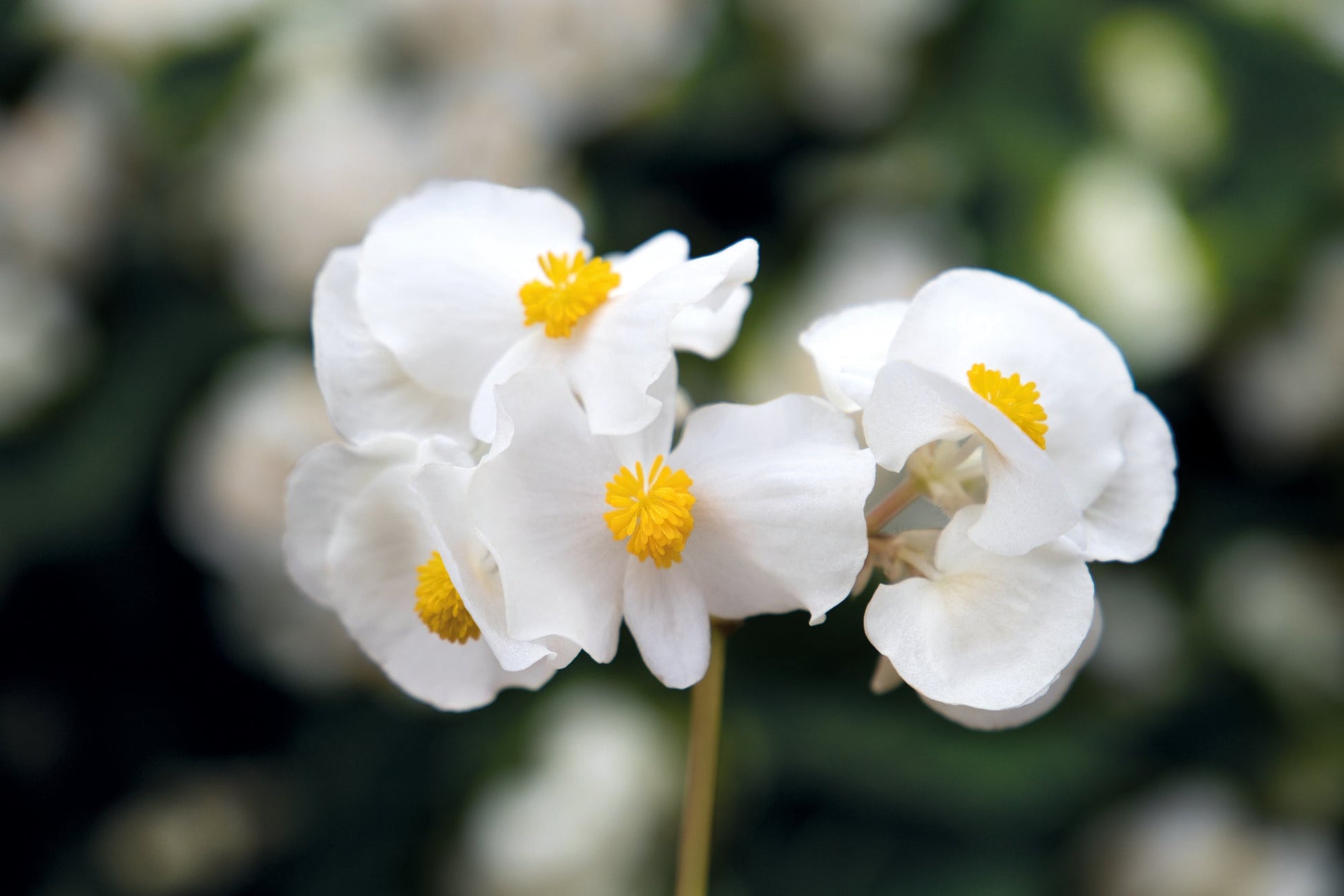 Begonia x benariensis BIG® White Green Leaf F1 | Hybrid Begonia therapyofflowers.com