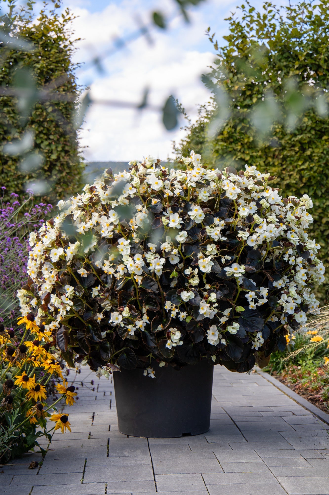 Begonia x benariensis BIG® White Bronze Leaf | Hybrid Begonia therapyofflowers.com