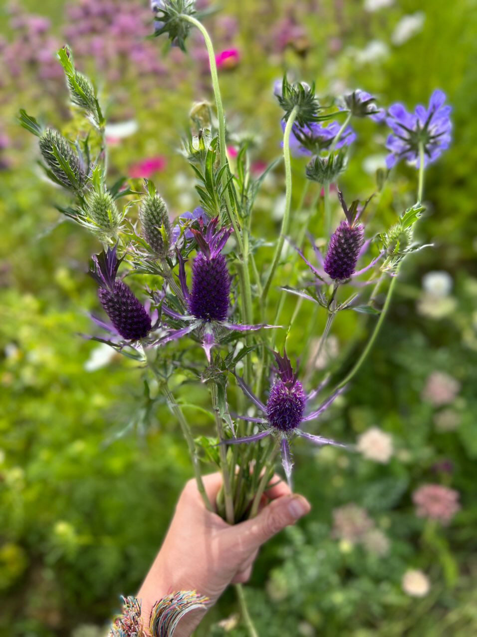 Eryngium leavenworthii Purple Sheen | Leavenworth’s Eryngo