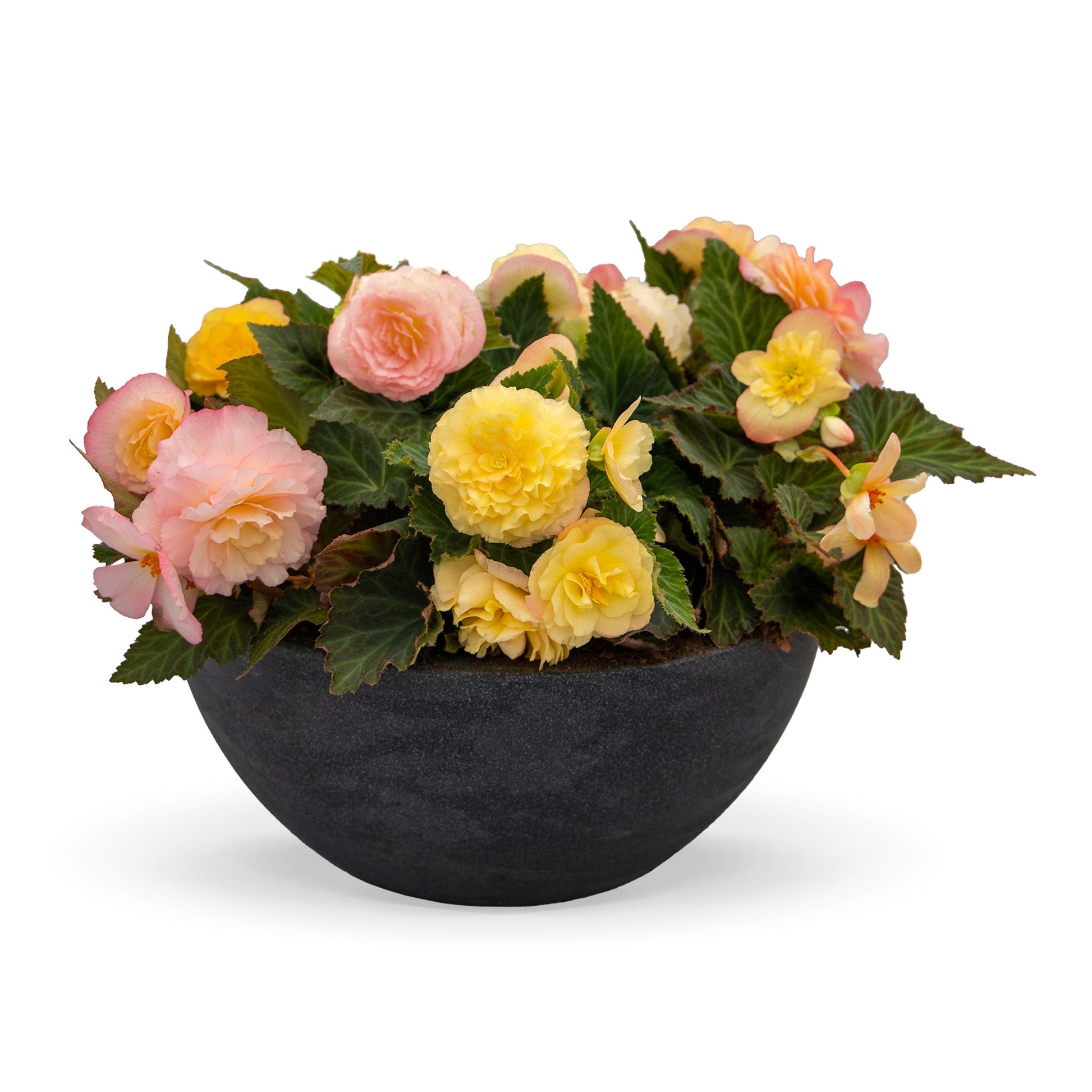 Begonia tuberhybrida Nonstop® Peach Shades F1 | Begonia tuberosa therapyofflowers.com