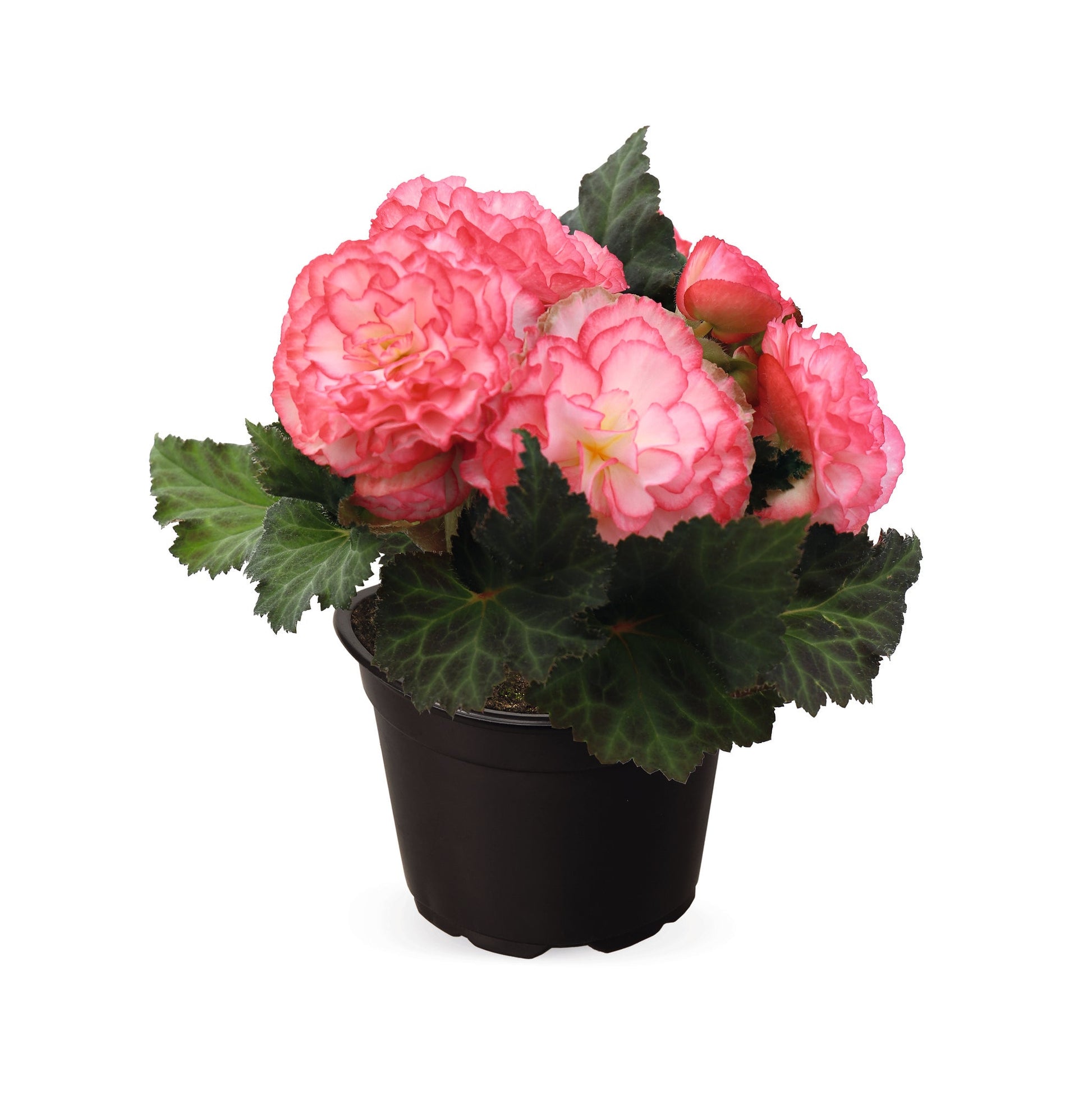 Begonia tuberhybrida Nonstop Rose Picotee F1 | Begonia tuberosa therapyofflowers.com
