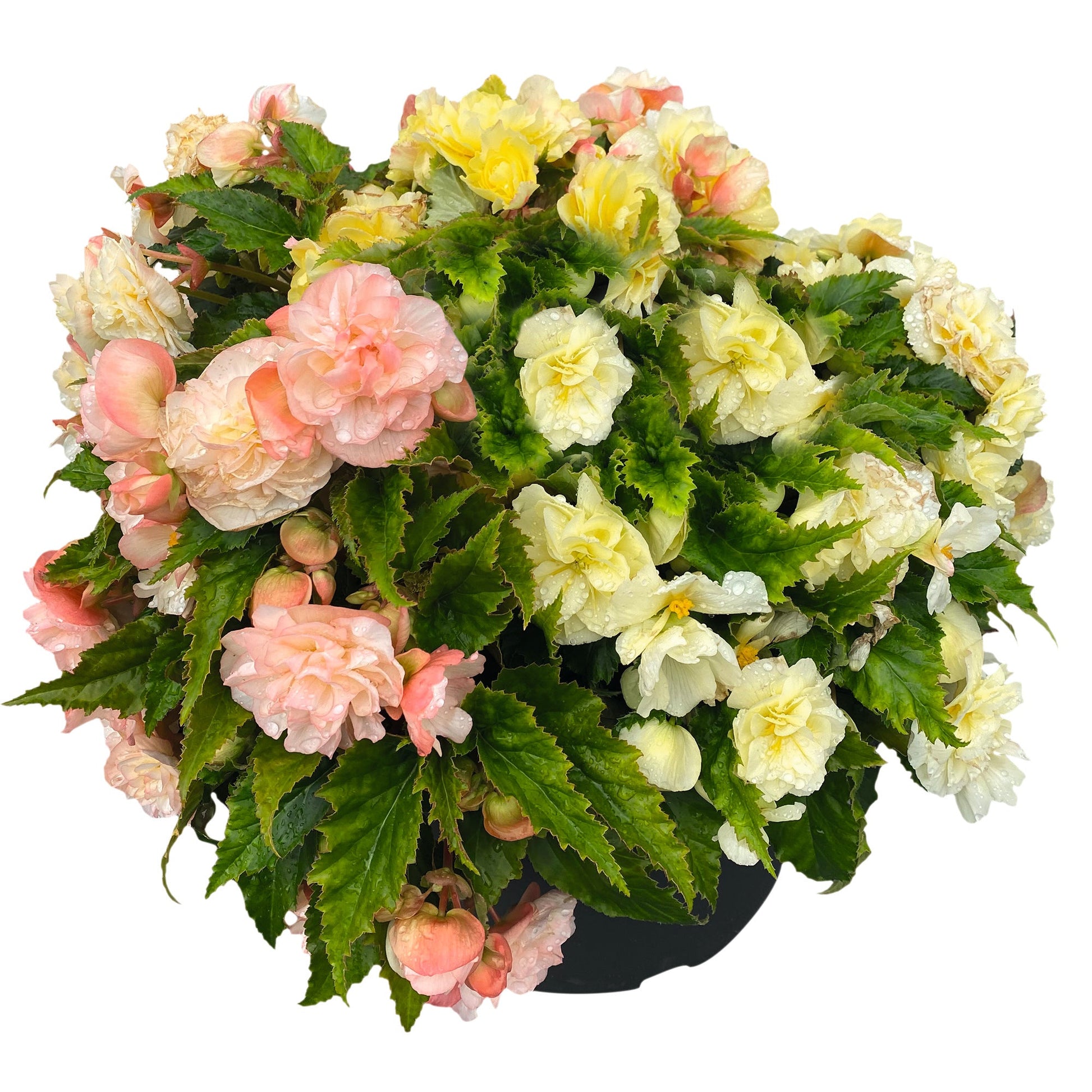 Begonia tuberhybrida Nonstop Joy® Peaches & Dreams F1 | Begonia tuberosa therapyofflowers.com