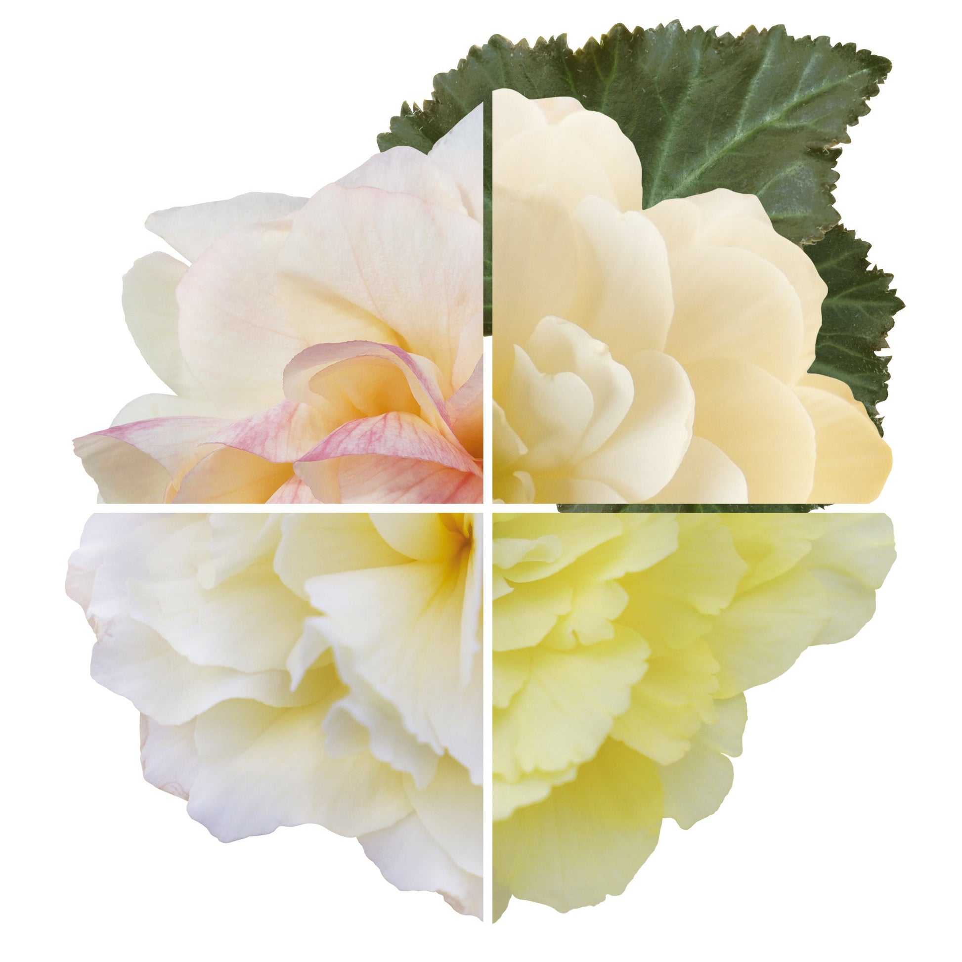Begonia tuberhybrida Nonstop Joy® Peaches & Dreams F1 | Begonia tuberosa therapyofflowers.com
