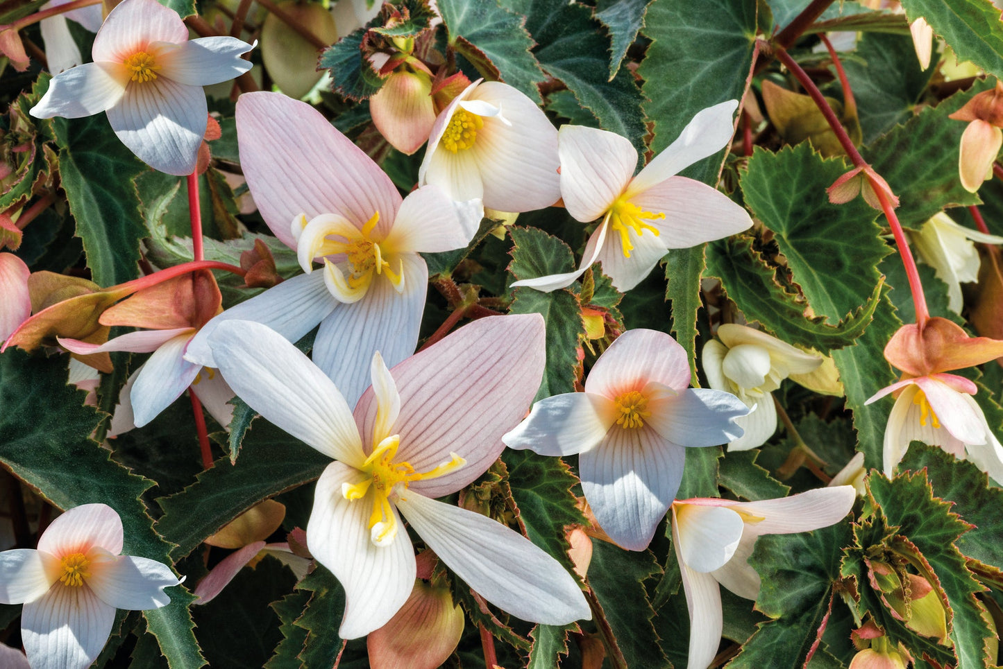 Begonia x hybrida Funky® White F1 | Hybrid Begonia therapyofflowers.com