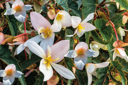 Begonia x hybrida Funky® White F1 | Hybrid Begonia therapyofflowers.com