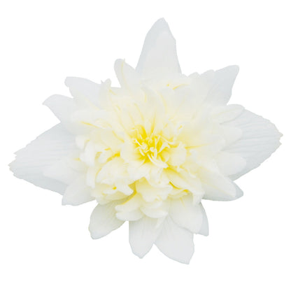 Begonia x hybrida Funky® White F1 | Hybrid Begonia therapyofflowers.com