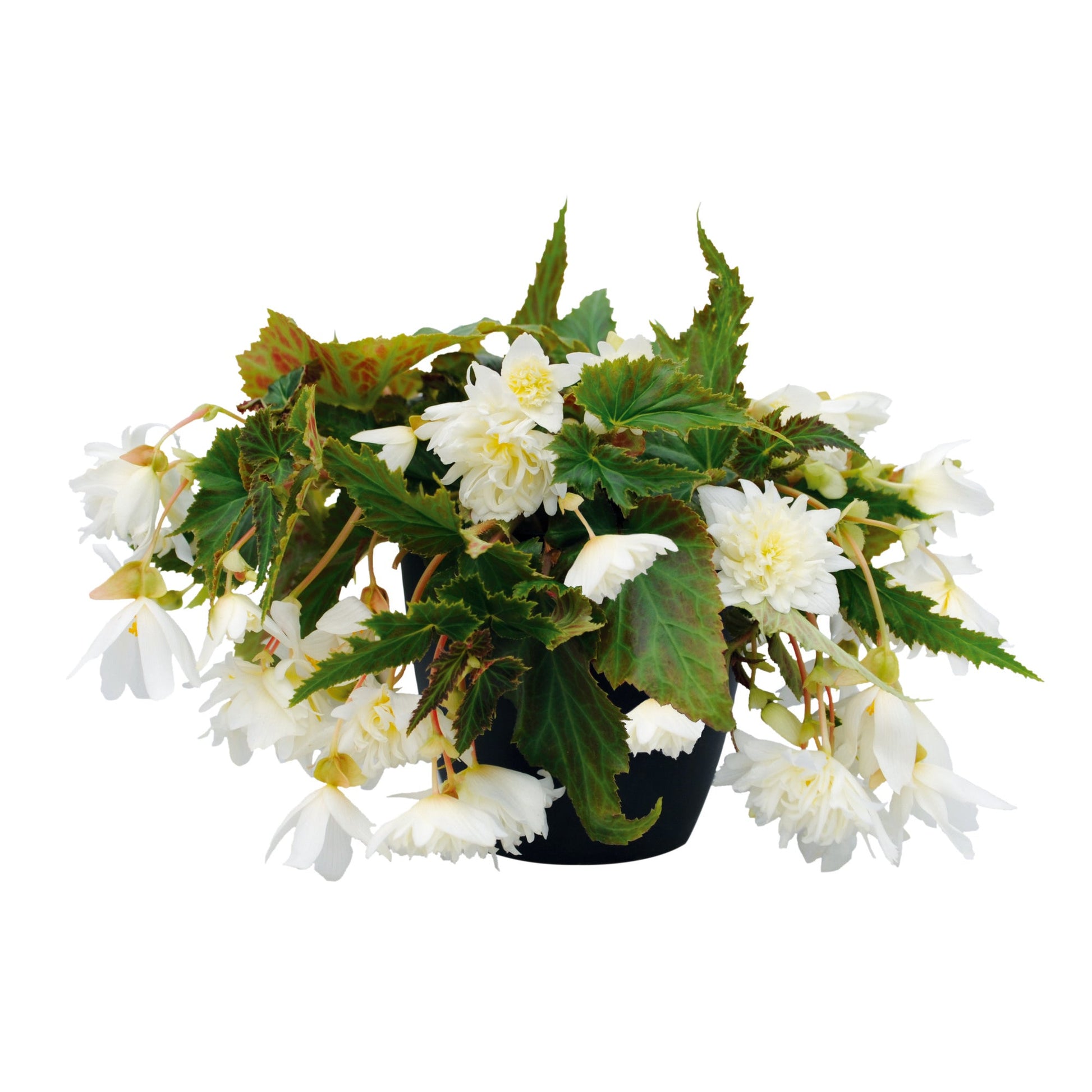 Begonia x hybrida Funky® White F1 | Hybrid Begonia therapyofflowers.com