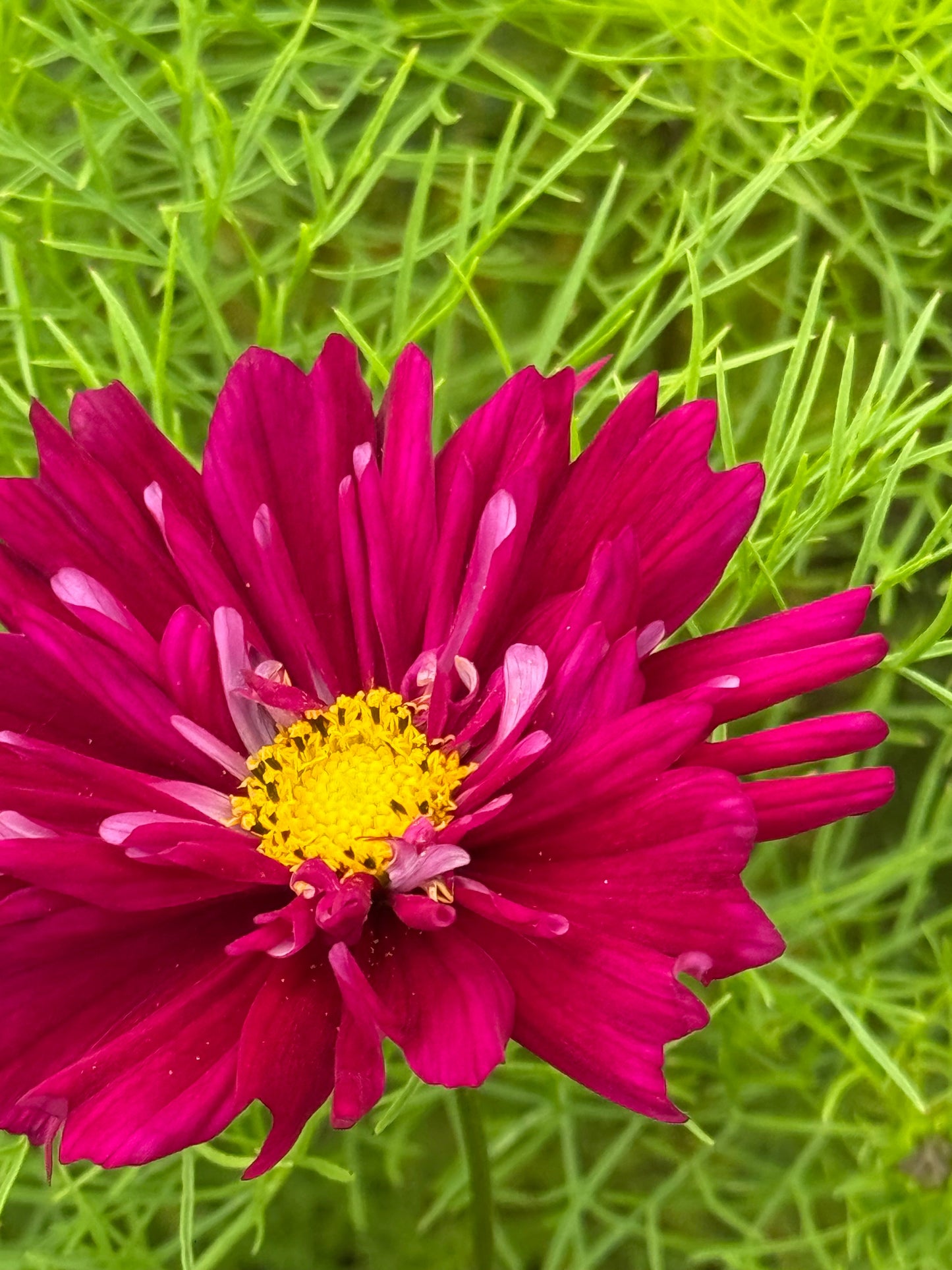 Cosmos bipinnatus Double Click Cranberries | Tall plants therapyofflowers.com