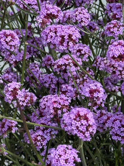 Verbena bonariensis Flair | Purple Vervain | Very Compact therapyofflowers.com