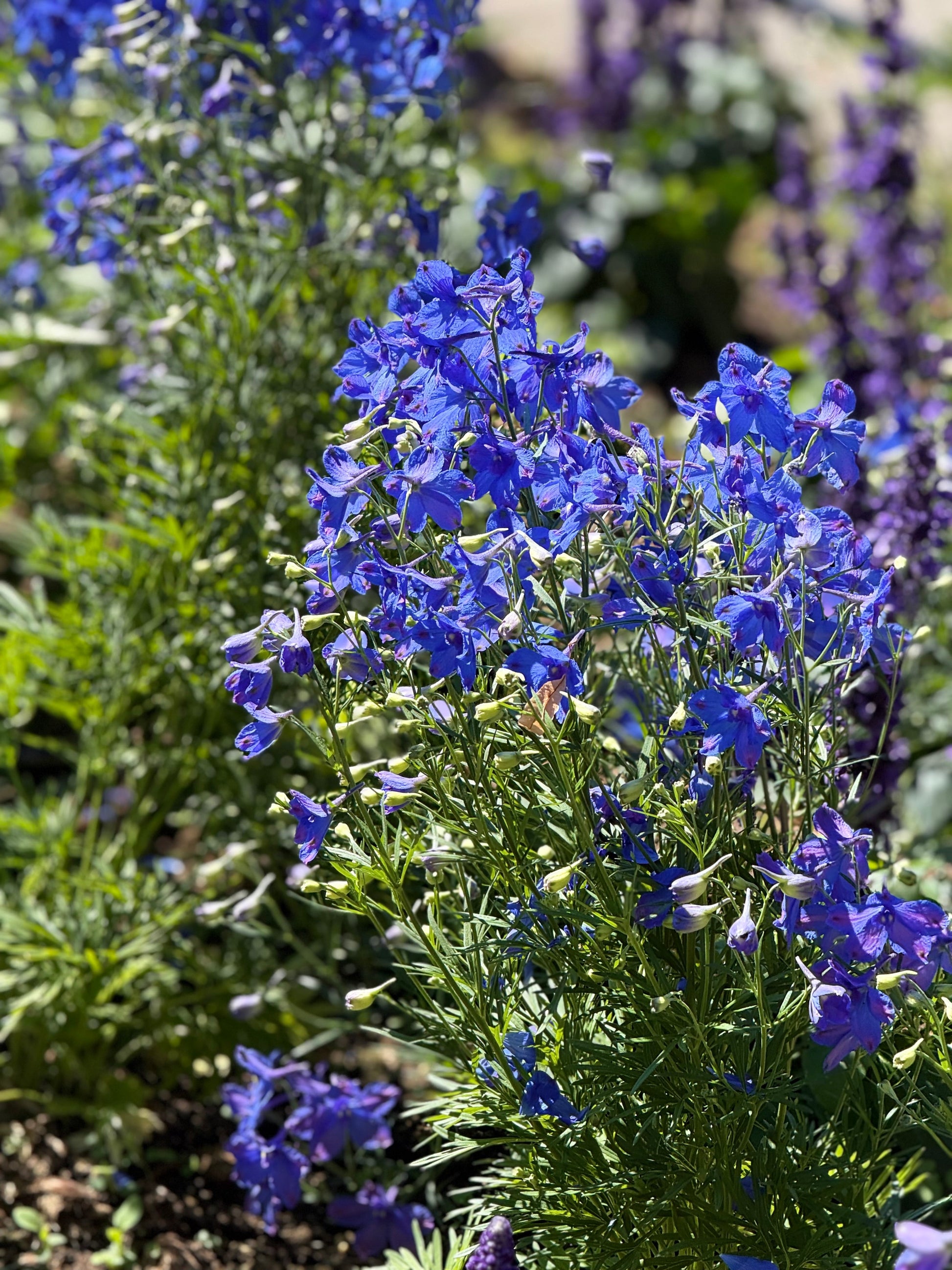 Delphinium x belladonna Blue Shadow® | Candle larkspur therapyofflowers.com